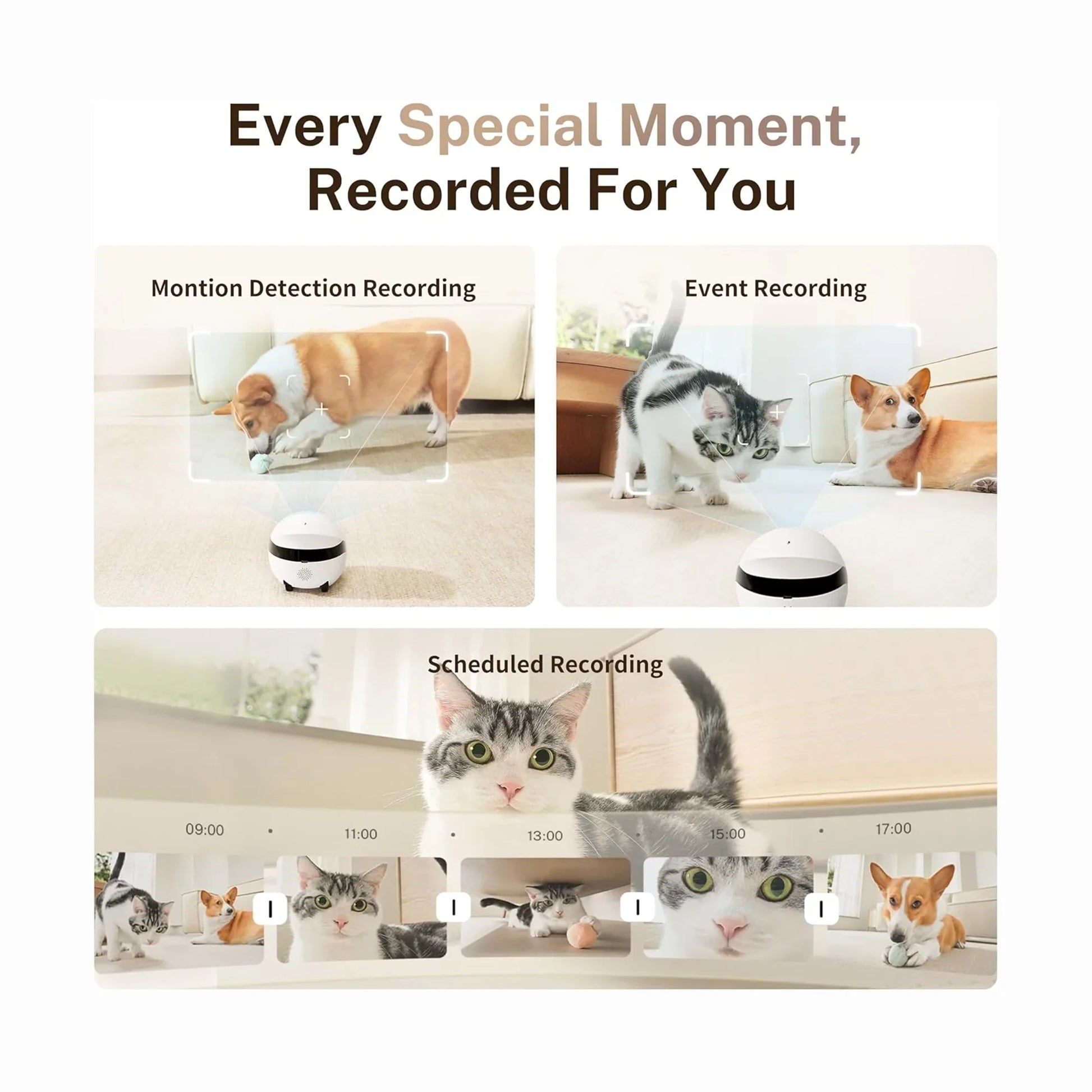 smart tech store Canada. premium tech accessories Canada. Enabot Rola Mini Companion Robot. Gallery image 8. A small, round white camera sits on a light wooden surface, capturing playful pets in a bright, well-lit room. The camera is positioned centrally, with a corgi playing with a ball in the foreground and a cat exploring nearby. Above the camera, text reads, "Every Special Moment, Recorded For You," with sections labeled for different recording modes.